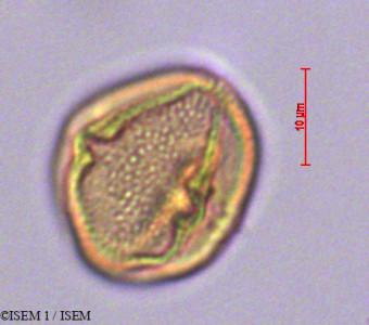 ISEM 1/Schinus_terebinthifolia_28488/Schinus_terebinthifolia_28488_0001(copy)_thumb.jpg